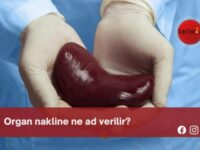 Organ nakline ne ad verilir?