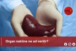 Organ nakline ne ad verilir?