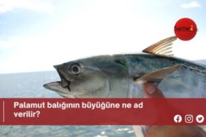 Palamut balığının büyüğüne ne ad verilir?