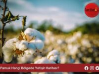 Pamuk Hangi Bölgede Yetişir Haritası