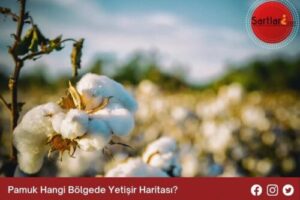 Pamuk Hangi Bölgede Yetişir Haritası