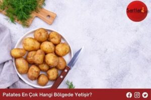 Patates En Çok Hangi Bölgede Yetişir