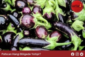 Patlıcan Hangi Bölgede Yetişir