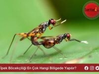 İpek Böcekçiliği En Çok Hangi Bölgede Yapılır