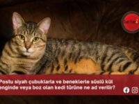 Postu siyah çubuklarla ve beneklerle süslü kül renginde veya boz olan kedi türüne ne ad verilir?