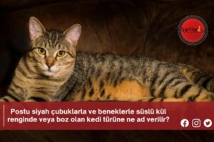 Postu siyah çubuklarla ve beneklerle süslü kül renginde veya boz olan kedi türüne ne ad verilir?