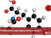 Proteinlerin yapı taşına ne ad verilir?