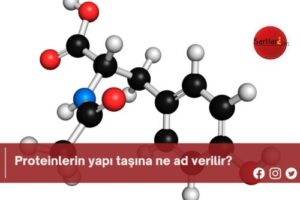 Proteinlerin yapı taşına ne ad verilir?