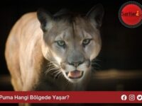 Puma Hangi Bölgede Yaşar