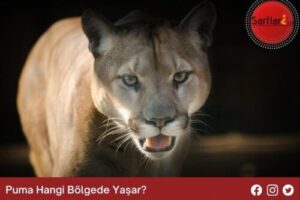 Puma Hangi Bölgede Yaşar