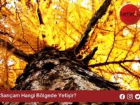 Sarıçam Hangi Bölgede Yetişir