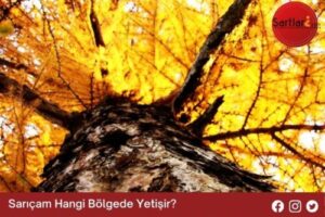 Sarıçam Hangi Bölgede Yetişir