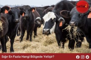 Sığır En Fazla Hangi Bölgede Yetişir
