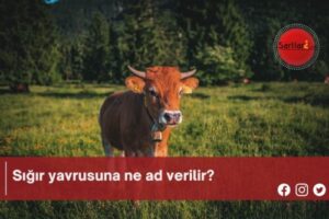 Sığır yavrusuna ne ad verilir?