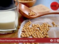 Soya Fasulyesi Hangi Bölgede Yetişir