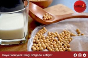 Soya Fasulyesi Hangi Bölgede Yetişir