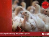 Tavukçuluk Hangi Bölgede Yapılır