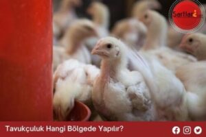 Tavukçuluk Hangi Bölgede Yapılır