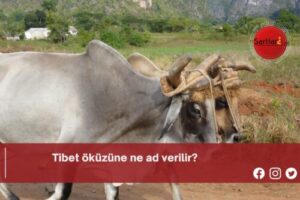 Tibet öküzüne ne ad verilir?