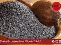 Türkiye De Haşhaş Hangi Bölgede Yetişir