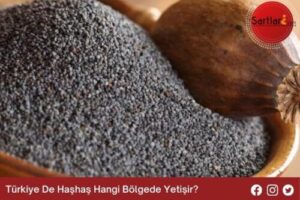 Türkiye De Haşhaş Hangi Bölgede Yetişir