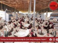 Türkiye De Kümes Hayvancılığı En Çok Hangi Bölgede Yapılır