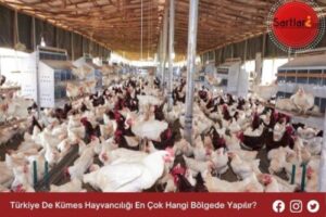 Türkiye De Kümes Hayvancılığı En Çok Hangi Bölgede Yapılır