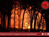 Türkiye De Orman Yangınları En Çok Hangi Bölgede