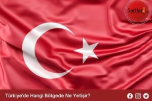 Türkiye’de Hangi Bölgede Ne Yetişir