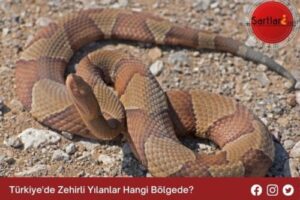 Türkiye’de Zehirli Yılanlar Hangi Bölgede