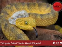 Türkiyede Zehirli Yılanlar Hangi Bölgede