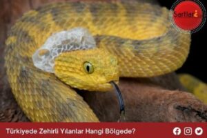 Türkiyede Zehirli Yılanlar Hangi Bölgede