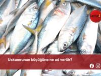 Uskumrunun küçüğüne ne ad verilir?