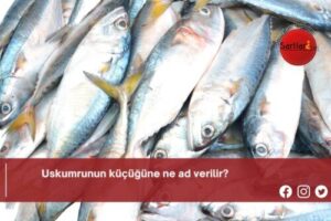Uskumrunun küçüğüne ne ad verilir?