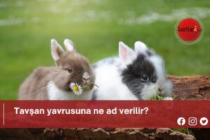 Tavşan yavrusuna ne ad verilir?