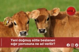 Yeni doğmuş sütle beslenen sığır yavrusuna ne ad verilir?