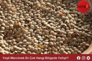 Yeşil Mercimek En Çok Hangi Bölgede Yetişir