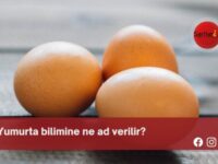 Yumurta bilimine ne ad verilir?