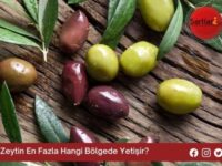 Zeytin En Fazla Hangi Bölgede Yetişir