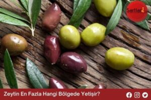 Zeytin En Fazla Hangi Bölgede Yetişir