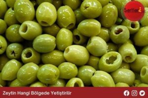 Zeytin Hangi Bölgede Yetiştirilir