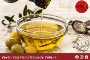 Zeytin Yağı Hangi Bölgede Yetişir