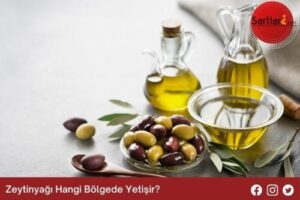 Zeytinyağı Hangi Bölgede Yetişir