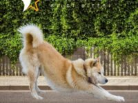 Jindo Köpeği Özellikleri ve Bakımı