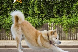 Jindo Köpeği Özellikleri ve Bakımı