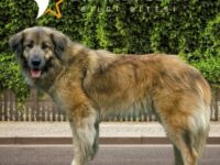 Karadeniz Dağ Köpeği Özellikleri ve Bakımı