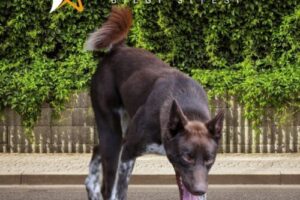 Trabzon Zerdeva Köpeği Özellikleri ve Bakımı