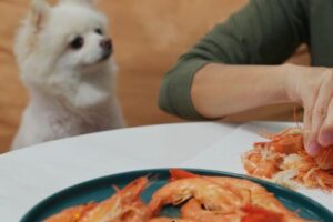 Köpekler Karides Yiyebilir Mi?