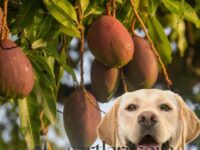 Köpekler Mango Yiyebilir Mi?
